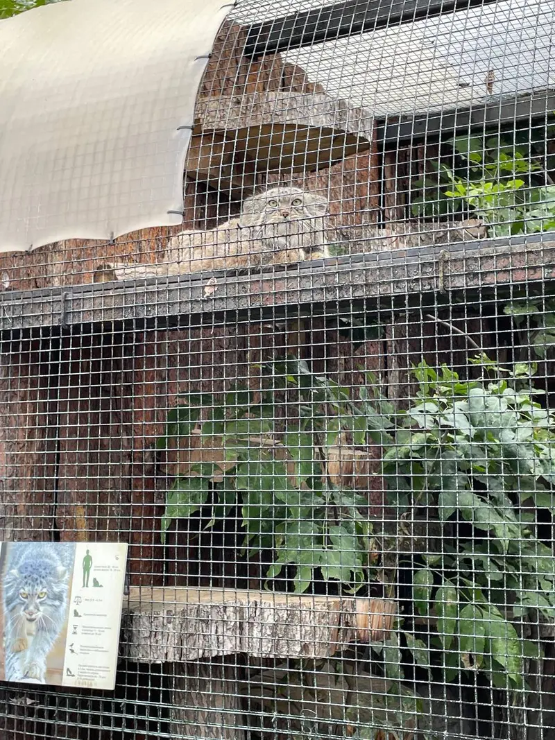 レニングラード動物園のマヌルネコの写真