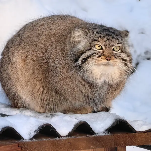 ノヴォシビルスク動物園のゾーシャの写真