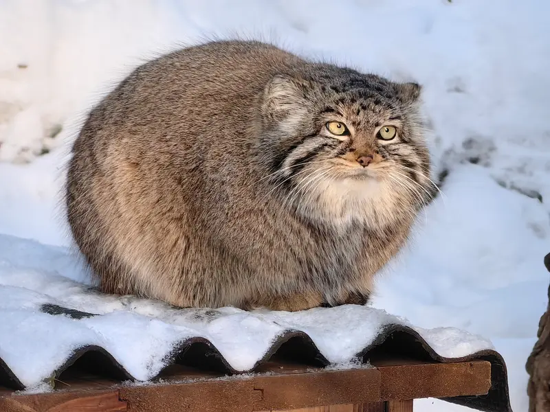 ノヴォシビルスク動物園のゾーシャの写真