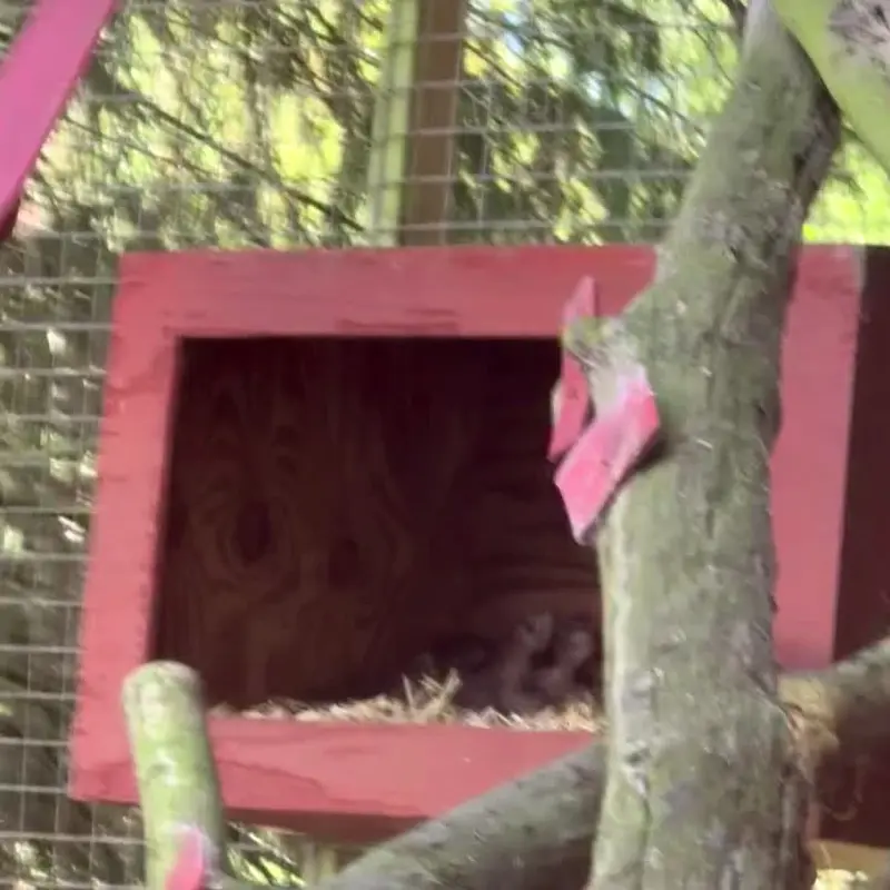 バナム動物園のマヌルネコの写真