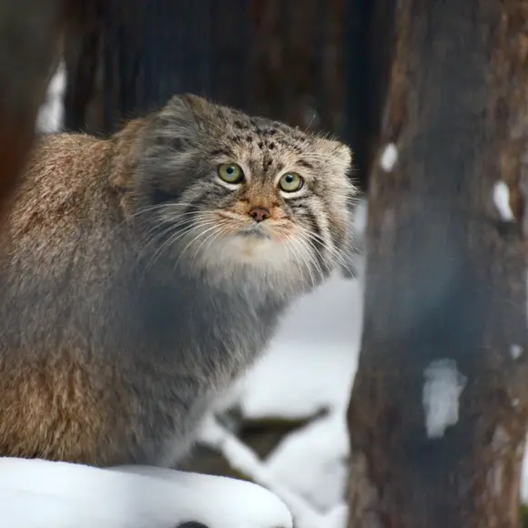 ノヴォシビルスク動物園のシェブの写真