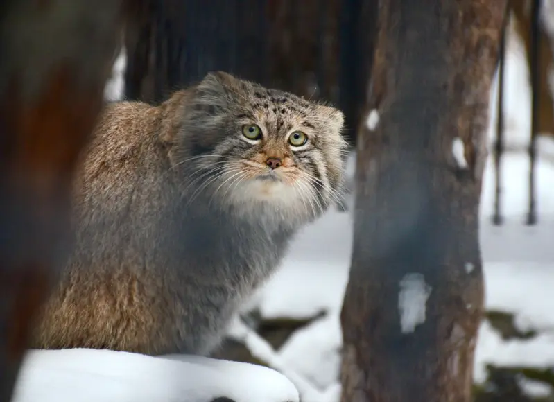 ノヴォシビルスク動物園のシェブの写真