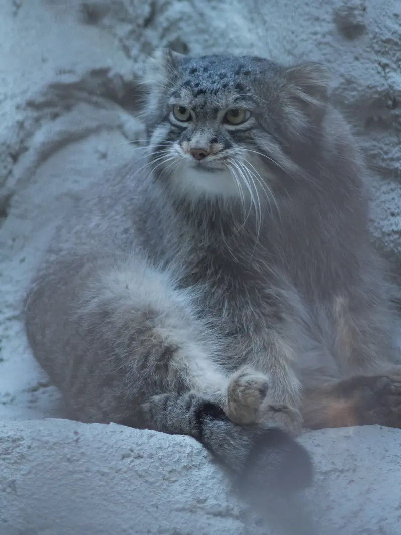 野毛山動物園のフィーガの写真