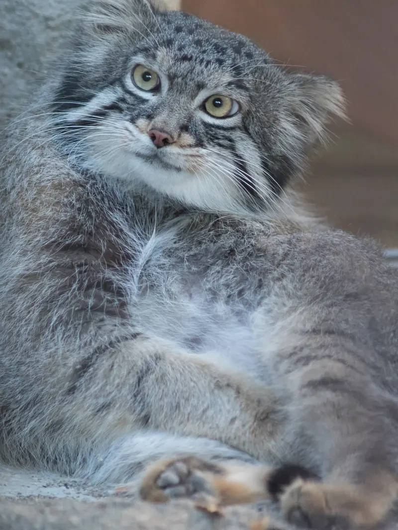 野毛山動物園のフィーガの写真