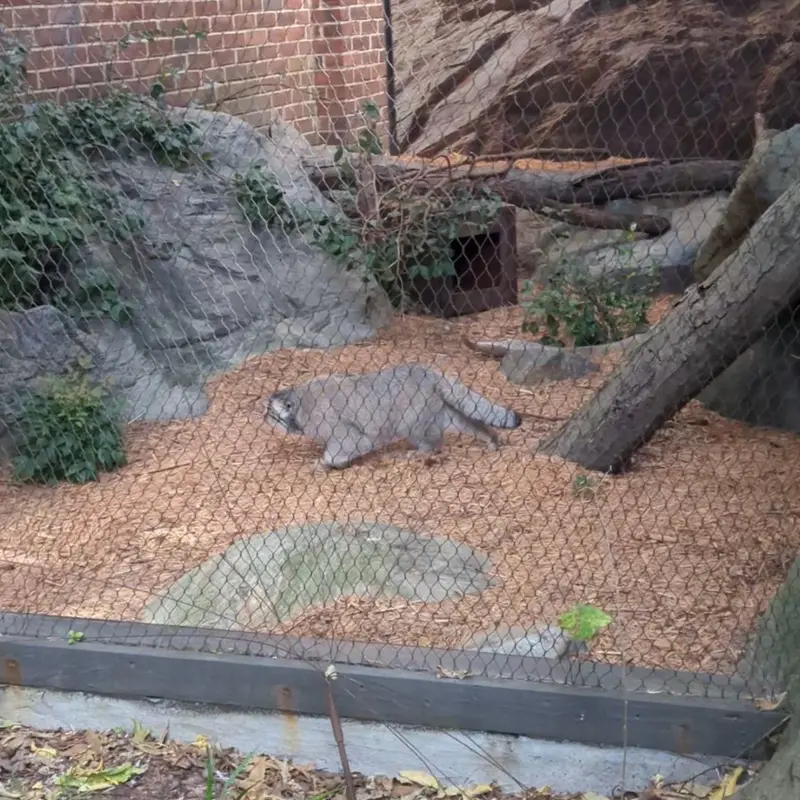 プロスペクト・パーク動物園のマヌルネコの写真