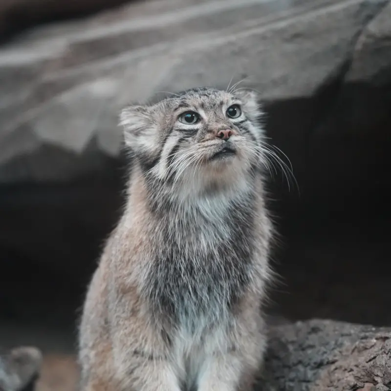 神戸どうぶつ王国のアズの写真