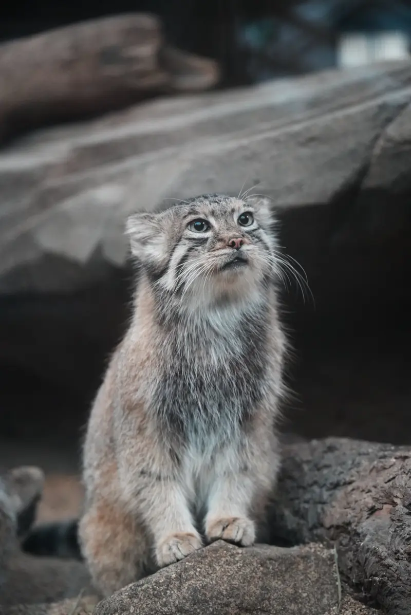 神戸どうぶつ王国のアズの写真