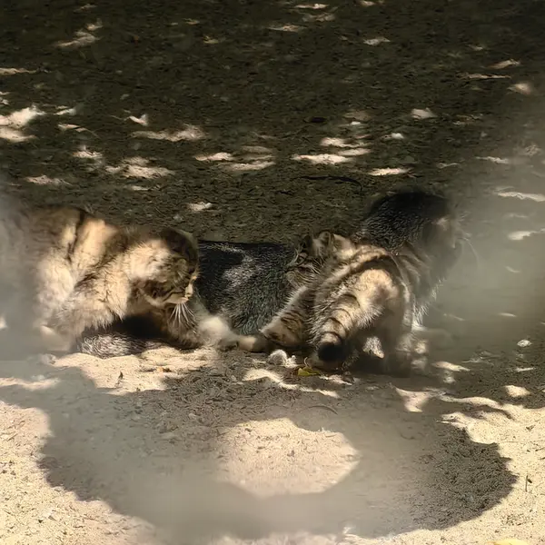 ノヴォシビルスク動物園のジンジャー、ミアとグレイの写真