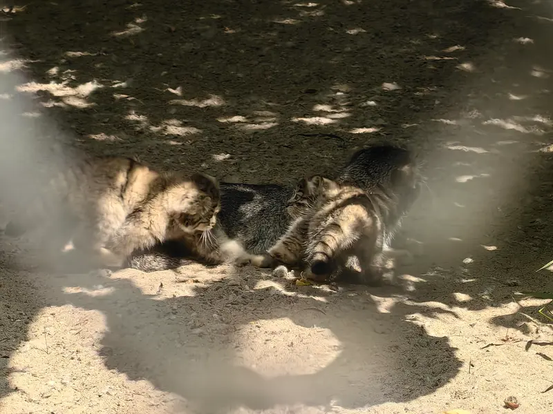ノヴォシビルスク動物園のジンジャー、ミアとグレイの写真