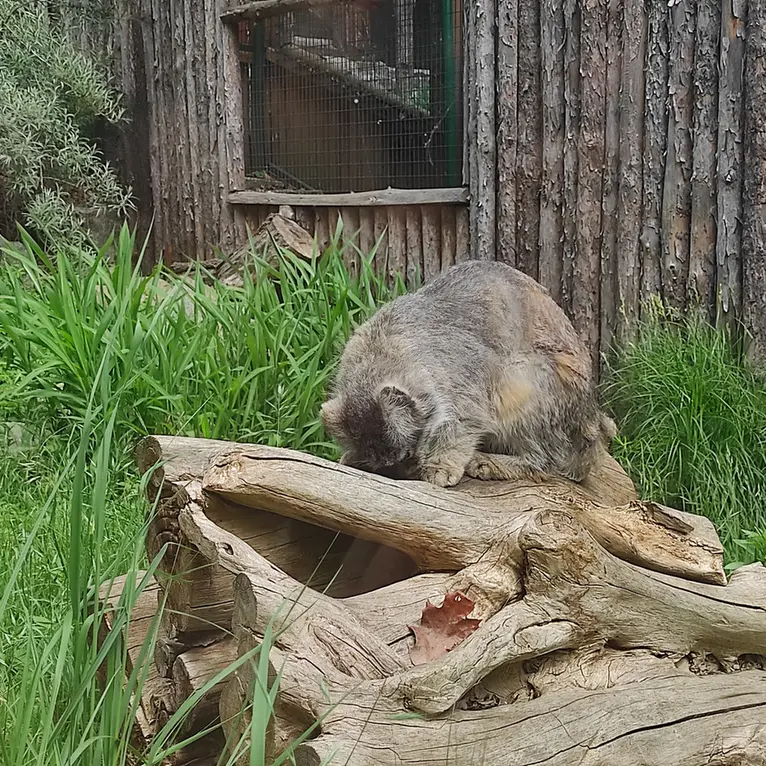ヴロツワフ動物園のザリナの写真
