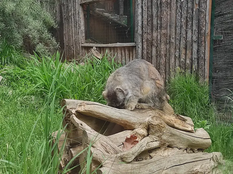ヴロツワフ動物園のザリナの写真