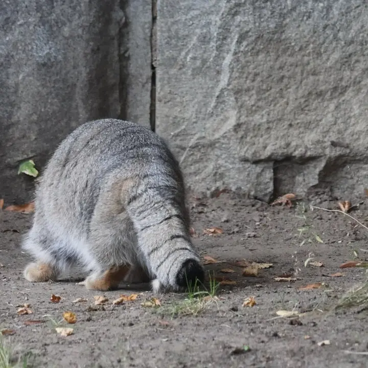 モスクワ動物園のティモフェイの写真