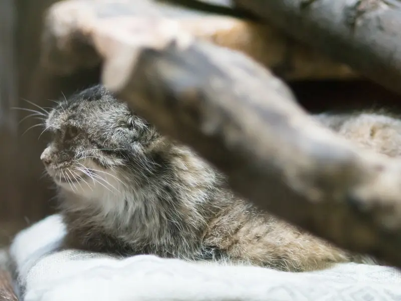 恩賜上野動物園のプリームラの写真