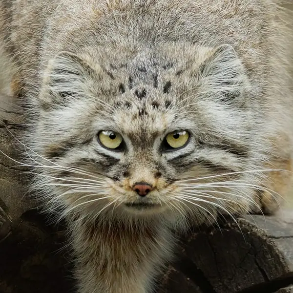 ヴロツワフ動物園のマヌルネコのザリナ