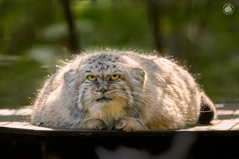 ザールブリュッケン動物園のカルプソの写真