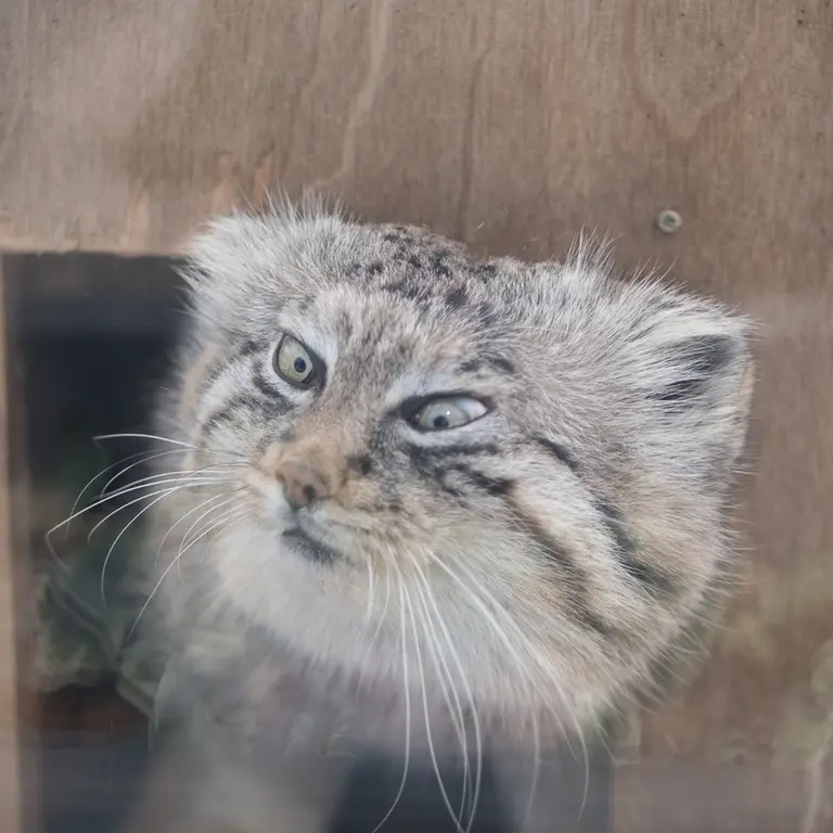 埼玉県こども動物自然公園のロータスの写真