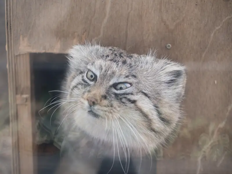 埼玉県こども動物自然公園のロータスの写真