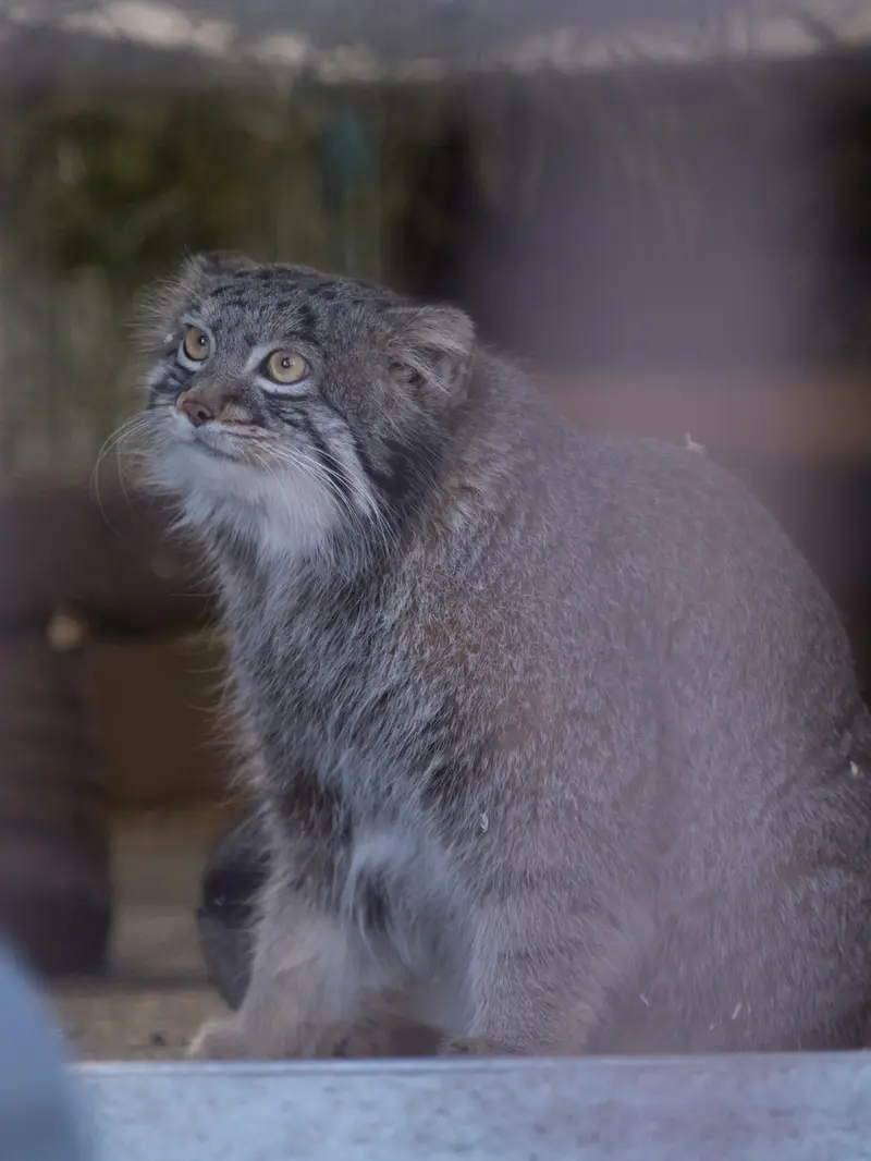 野毛山動物園のフィーガの写真