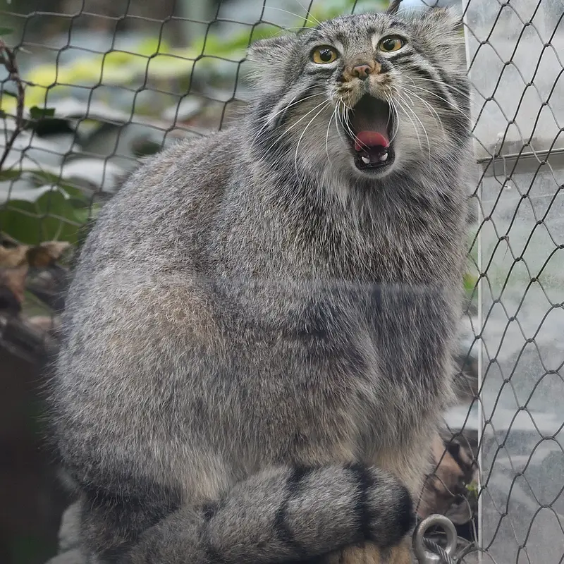 神戸どうぶつ王国のメイの写真