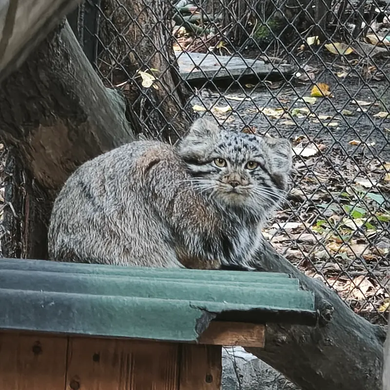 ノヴォシビルスク動物園のマヌルネコの写真