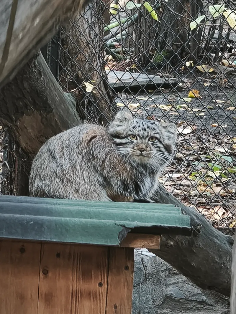 ノヴォシビルスク動物園のマヌルネコの写真