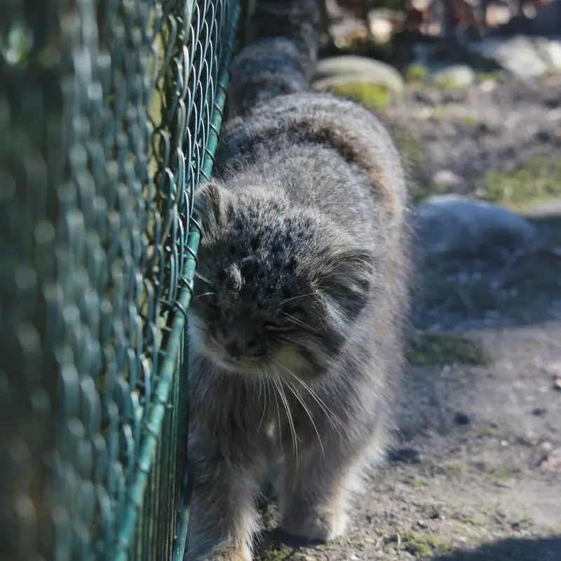オペル動物園のバトゥの写真