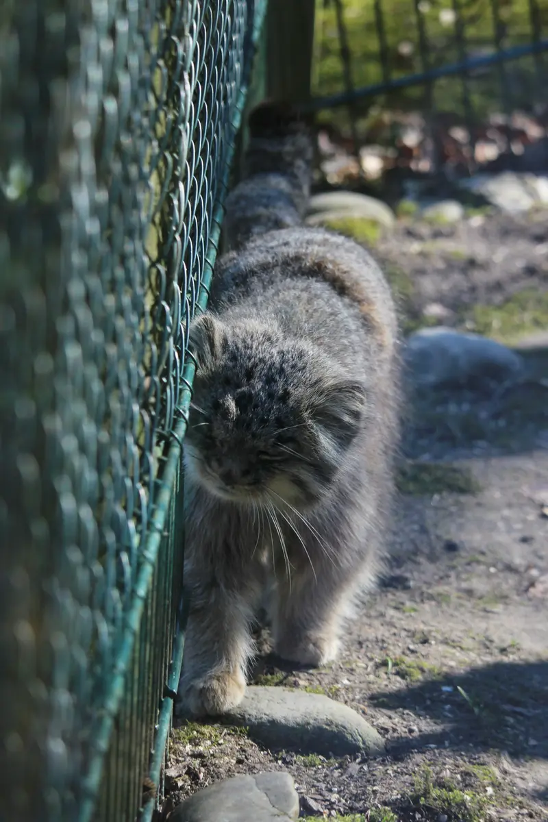 オペル動物園のバトゥの写真