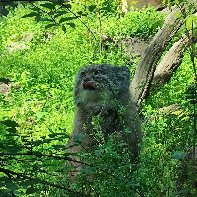 ブダペスト動物園＆植物園のボフスの写真