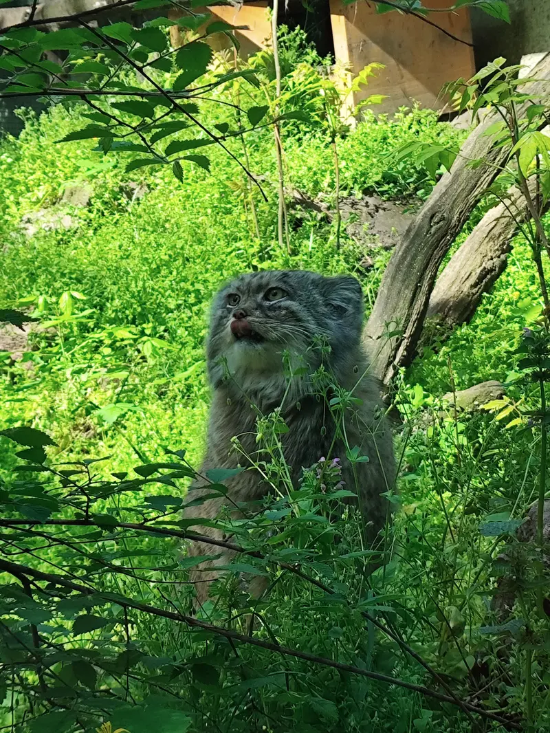 ブダペスト動物園・植物園のボフスの写真