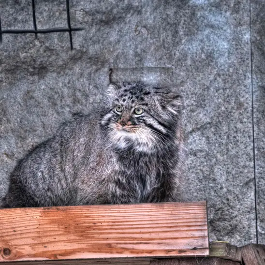 モスクワ動物園のダーライの写真