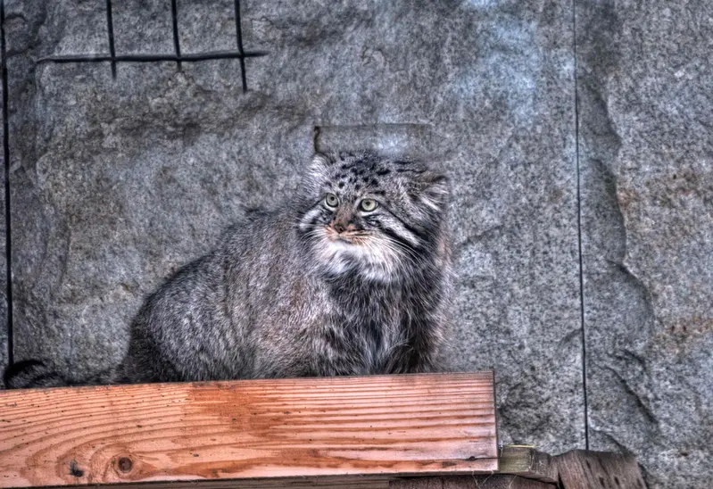 モスクワ動物園のダーライの写真