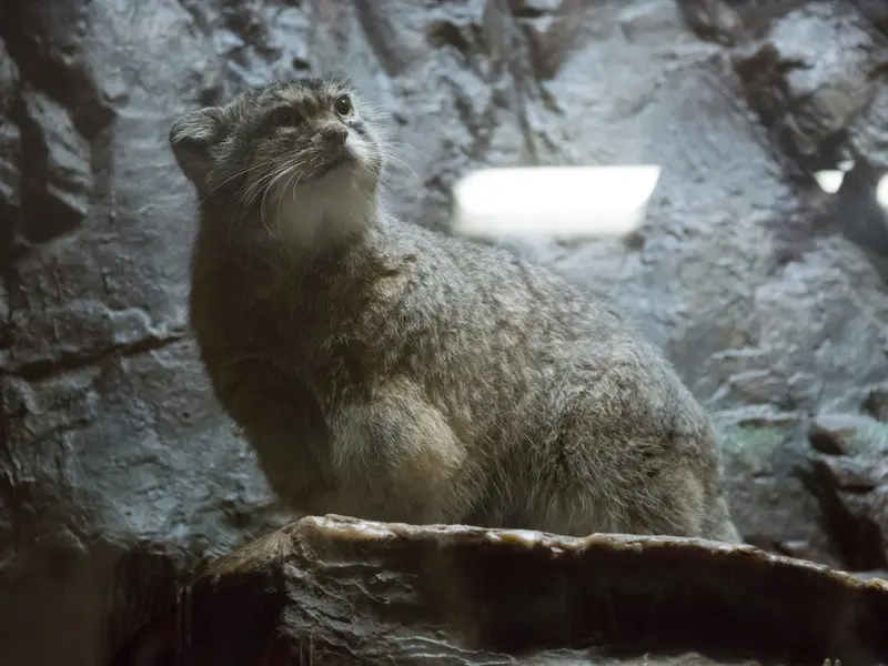 恩賜上野動物園のプリームラの写真