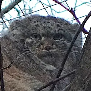 ウッチ動物園のマヌルネコのマヌエラ