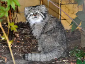 オポーレ動物園の名前のないマヌルネコ #587の写真