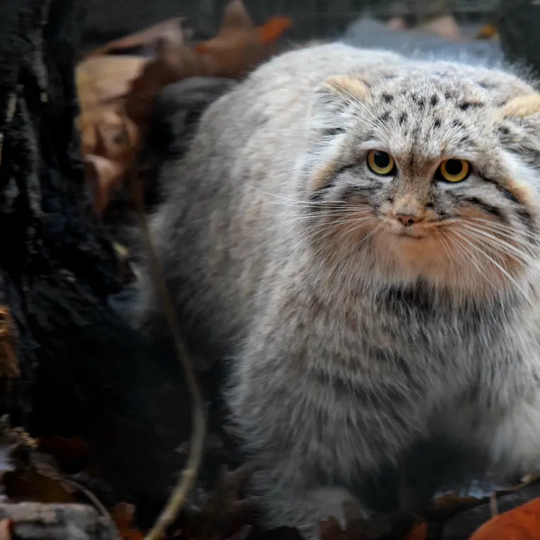 ブダペスト動物園＆植物園のルーシーの写真