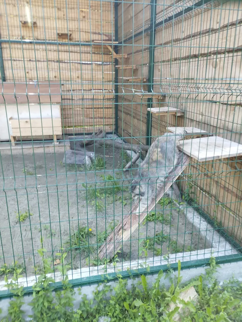 バルナウル動物園「レースナヤ・スカースカ」のチップの写真