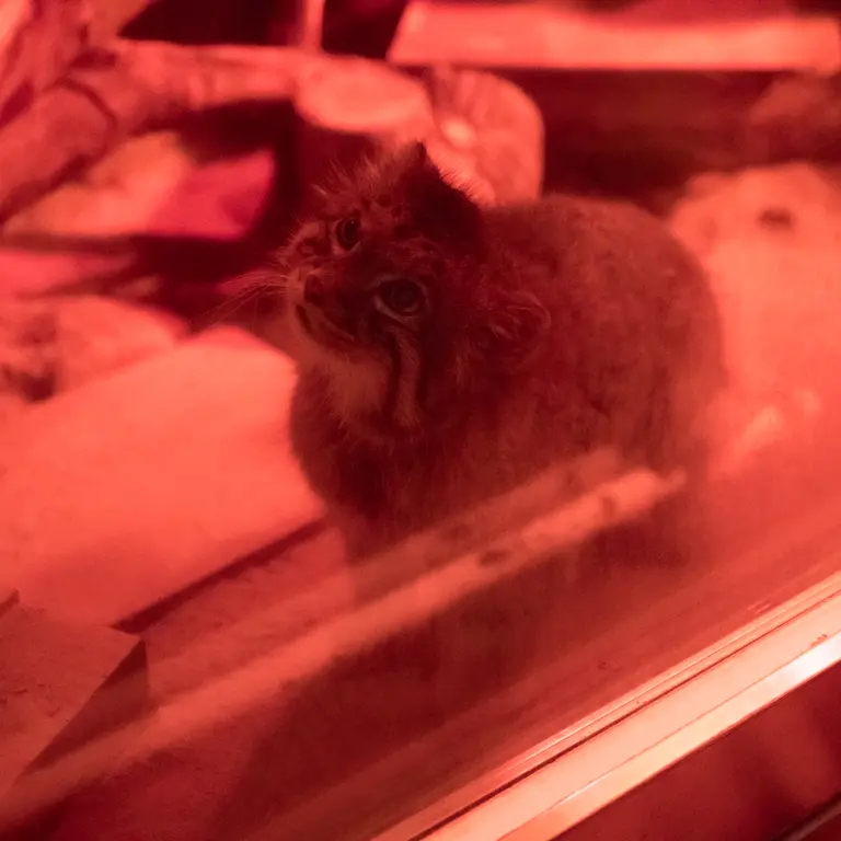 恩賜上野動物園のナイマの写真