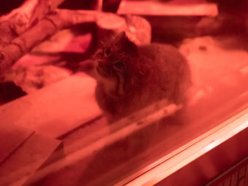 恩賜上野動物園のナイマの写真