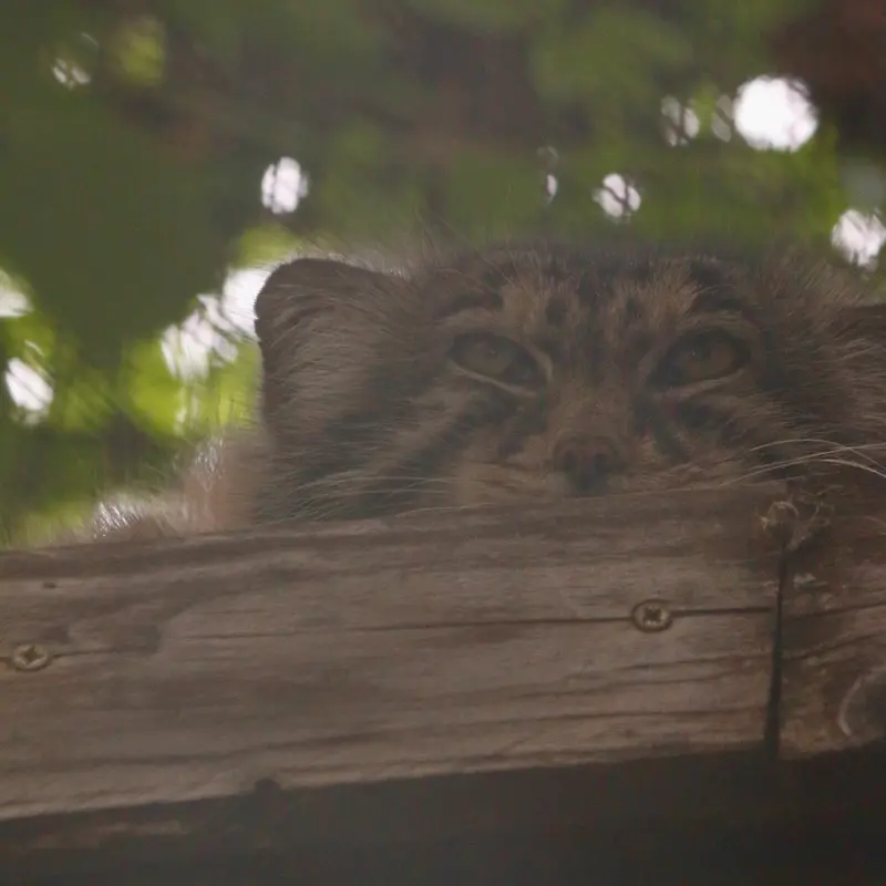 ブダペスト動物園＆植物園のボフスの写真