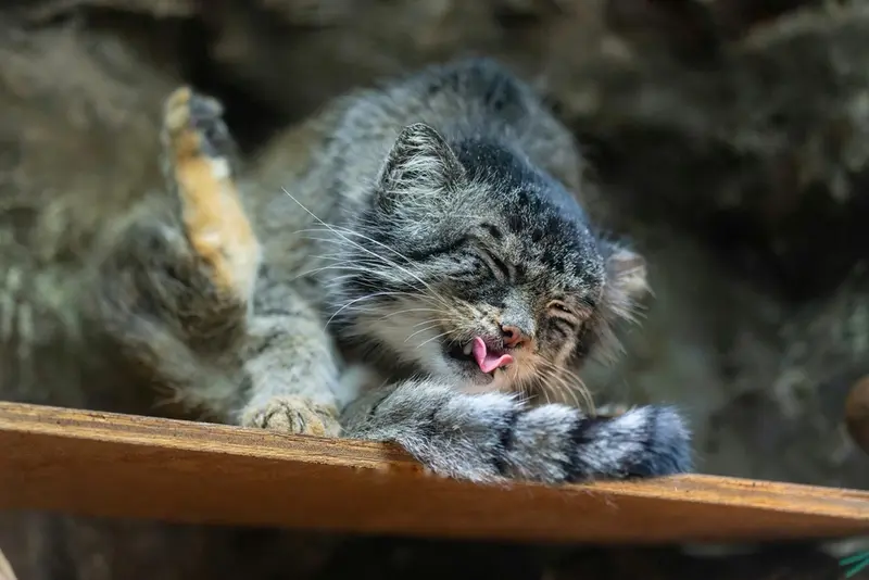 マヌルネコの写真