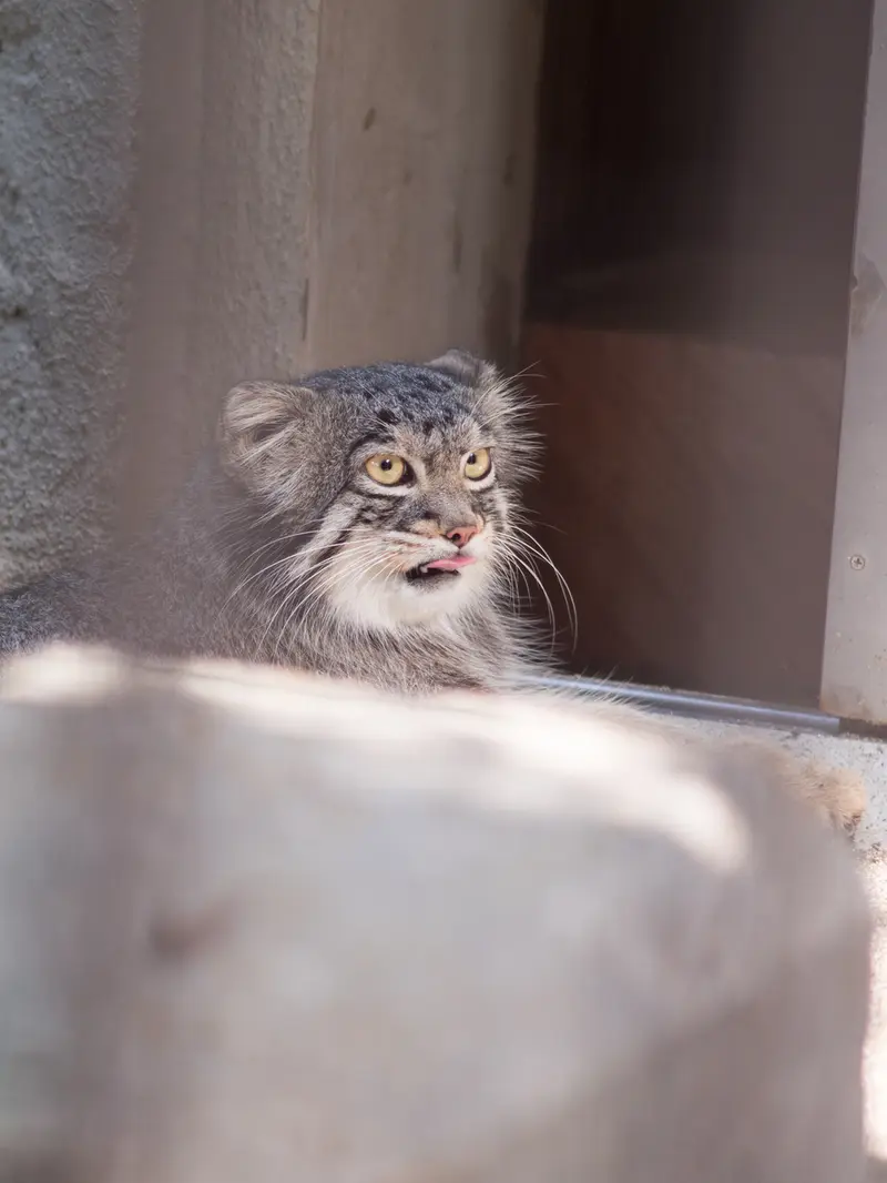 野毛山動物園のフィーガの写真