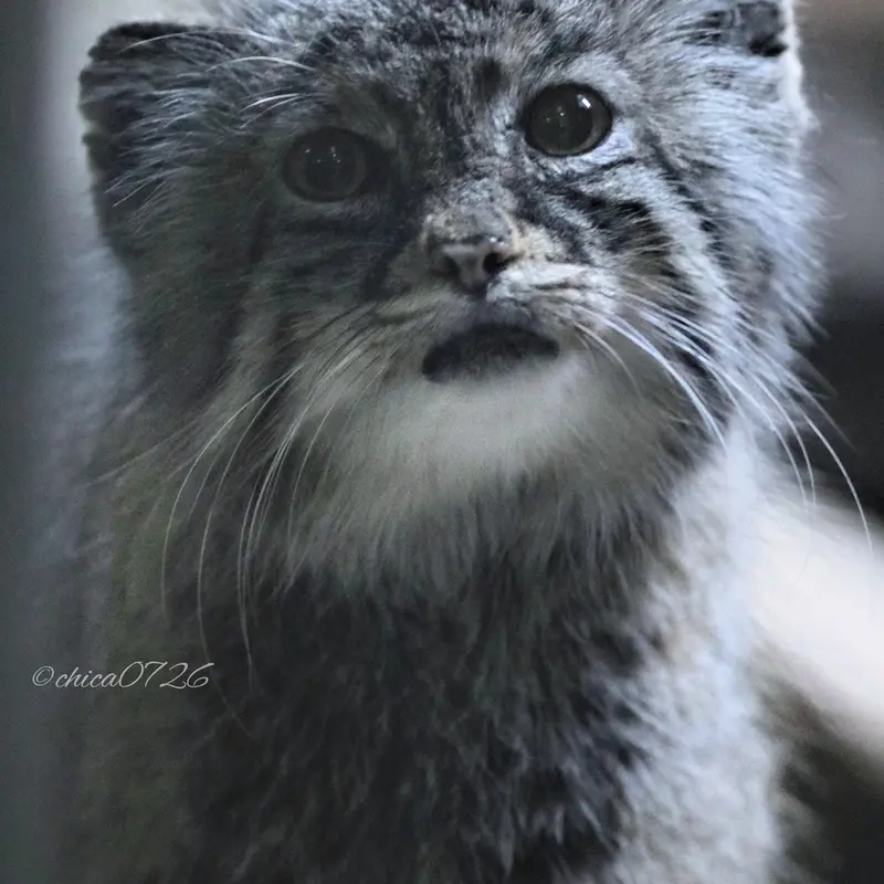 恩賜上野動物園のユスの写真