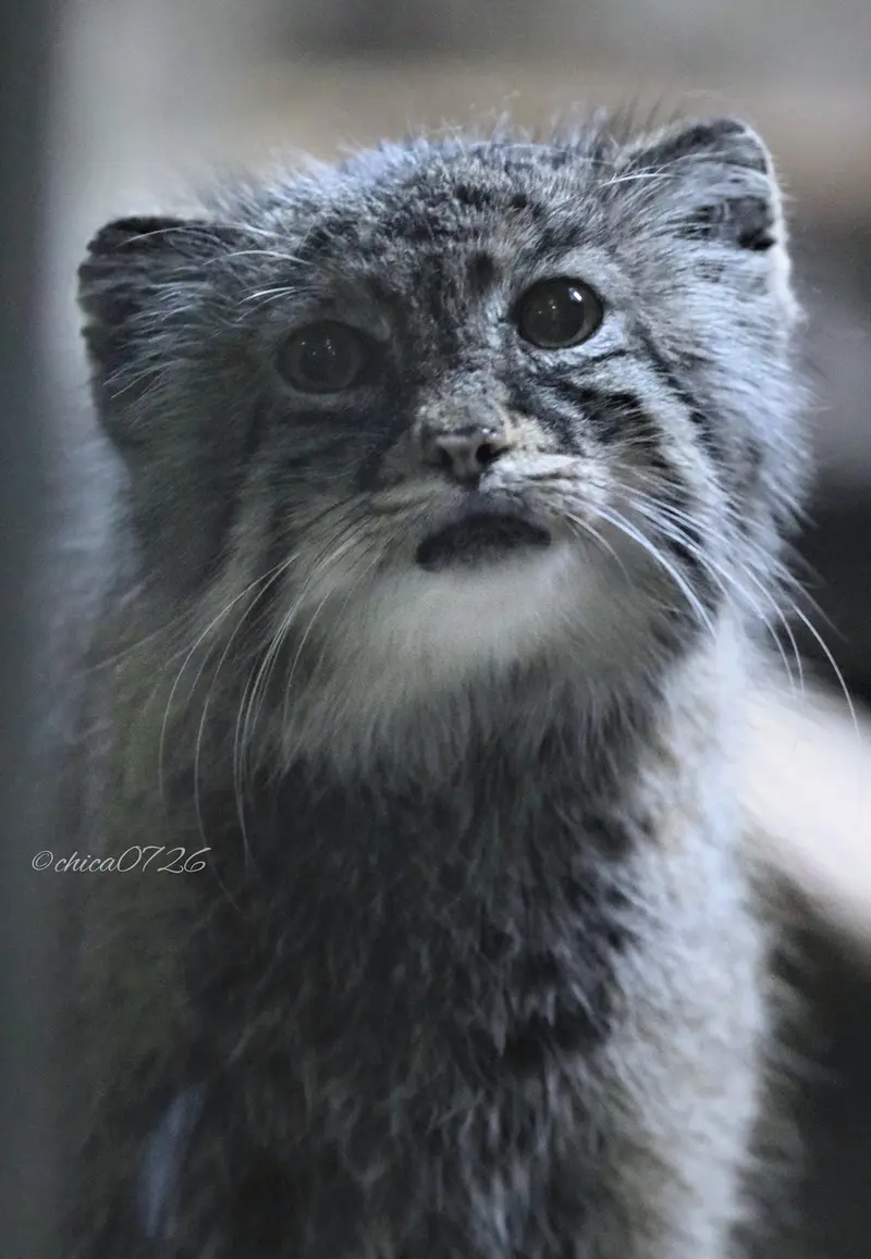恩賜上野動物園のユスの写真