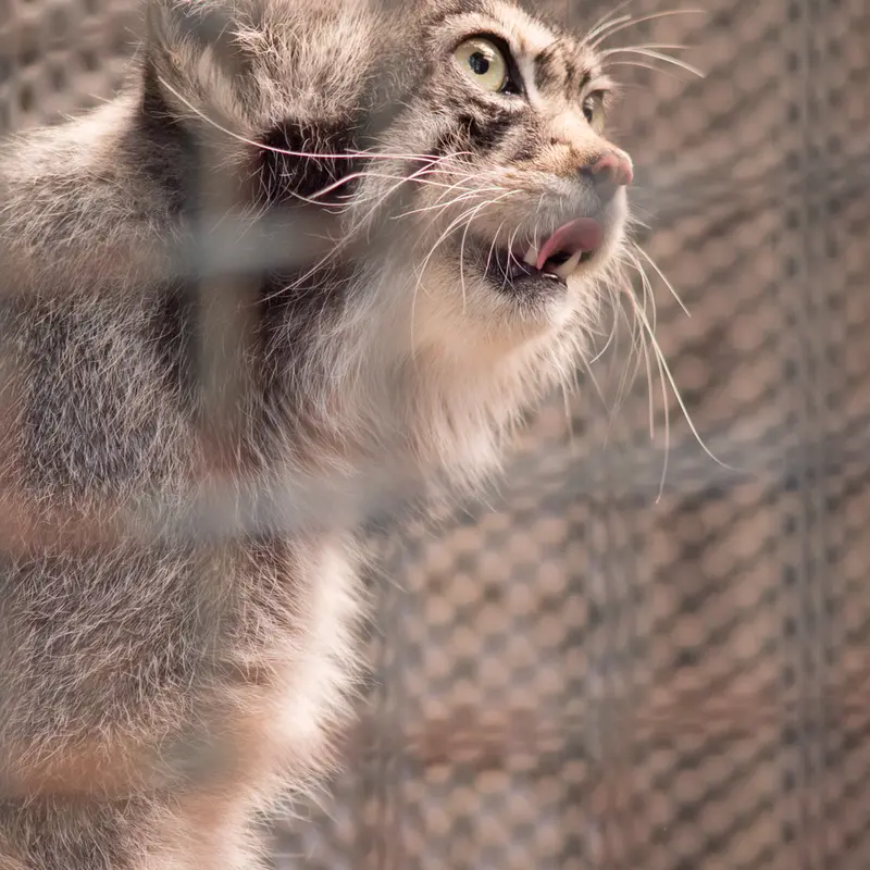 神戸市立王子動物園のイーリスの写真