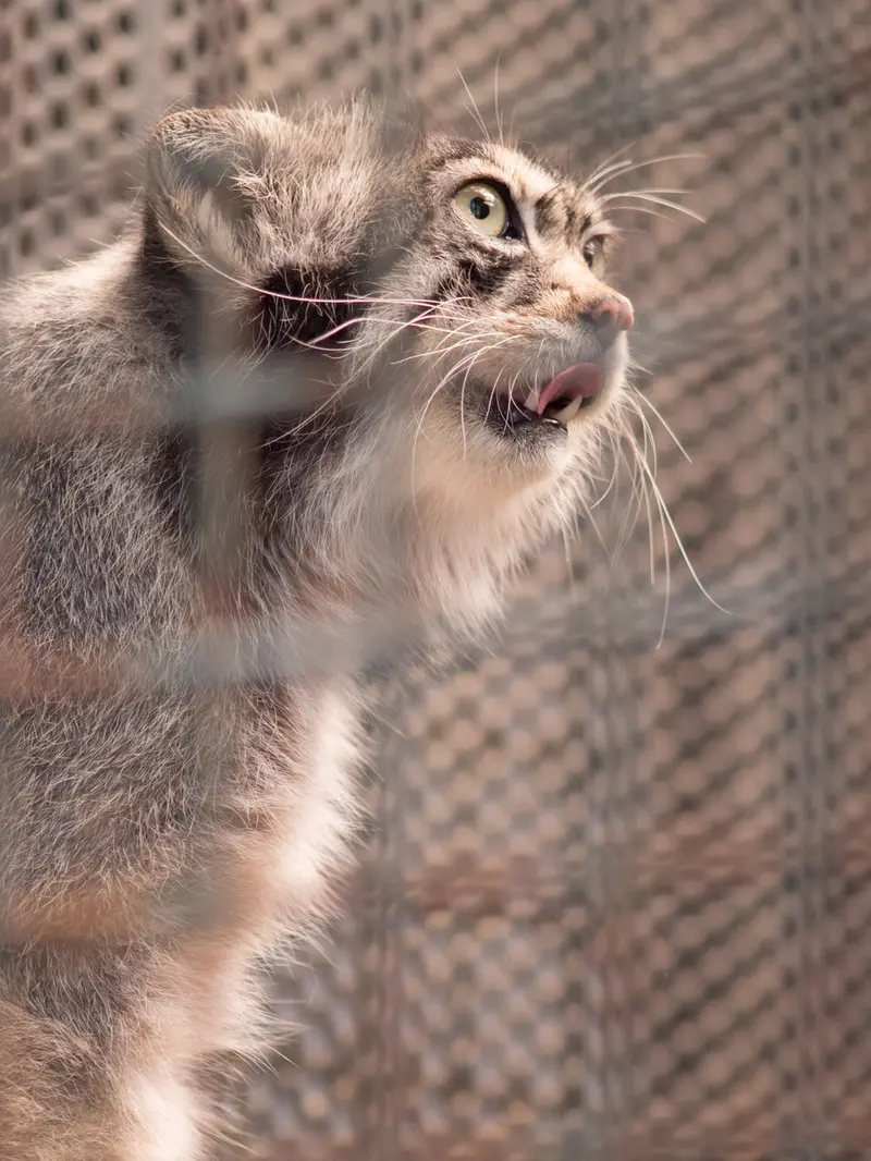神戸市立王子動物園のイーリスの写真