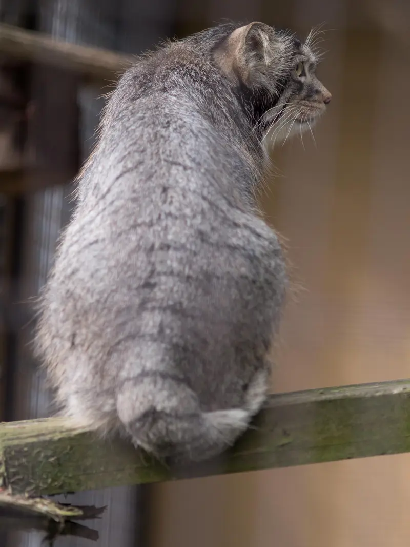 旭山動物園のヒデの写真