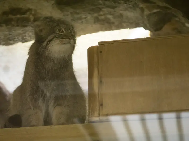 恩賜上野動物園のフィーガの写真
