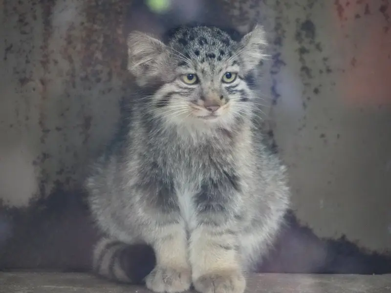 神戸どうぶつ王国のナギの写真