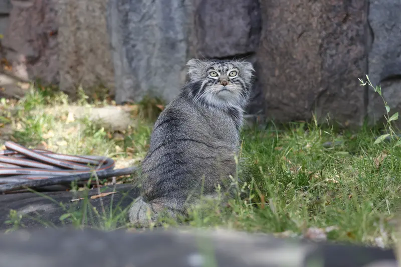 モスクワ動物園のティモフェイの写真