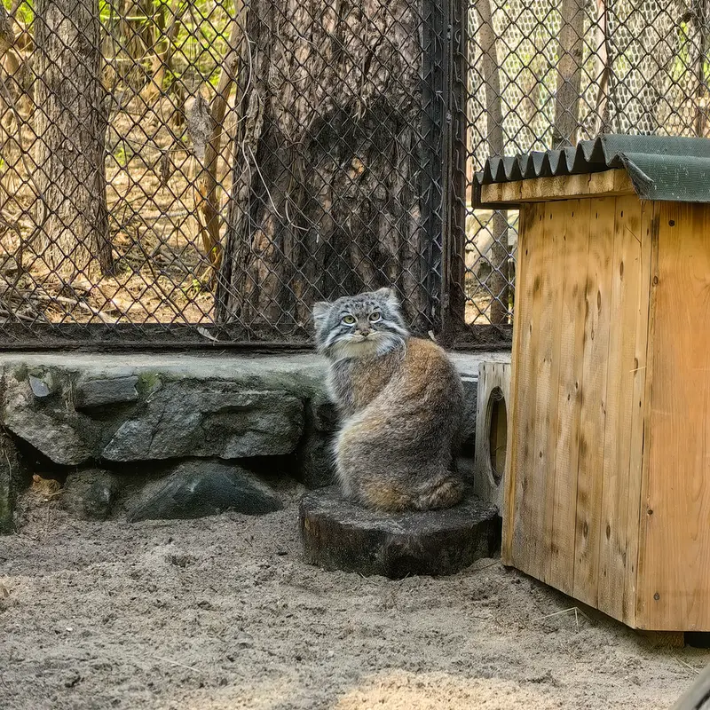 ノヴォシビルスク動物園のルフの写真